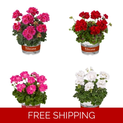 Geranium XXL Galaxy Plug Plants x3 ( Large Upright)